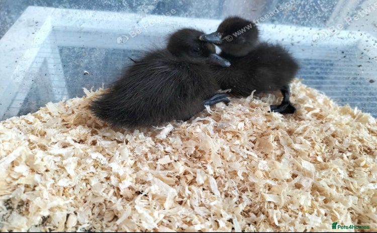 Mixed Breed poultry for sale - Advert 1
