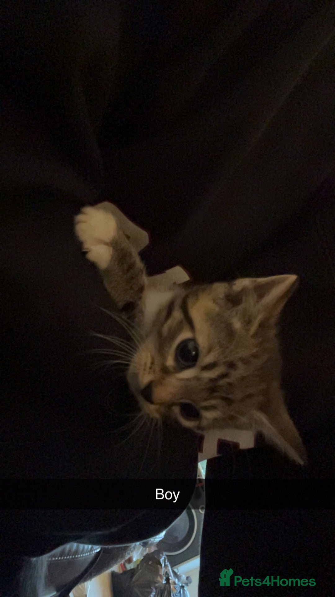 Mixed Breed cats for sale: Lovely kittens  - Advert 3