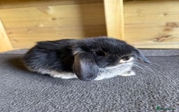 Mini Lop rabbits for sale: Pure mini lop Kits show lines . Vaccinated  - Image 5