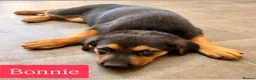 Mixed Breed dogs for sale:  Stunning Rottweiler × German Shepherd Puppies - Advert 22