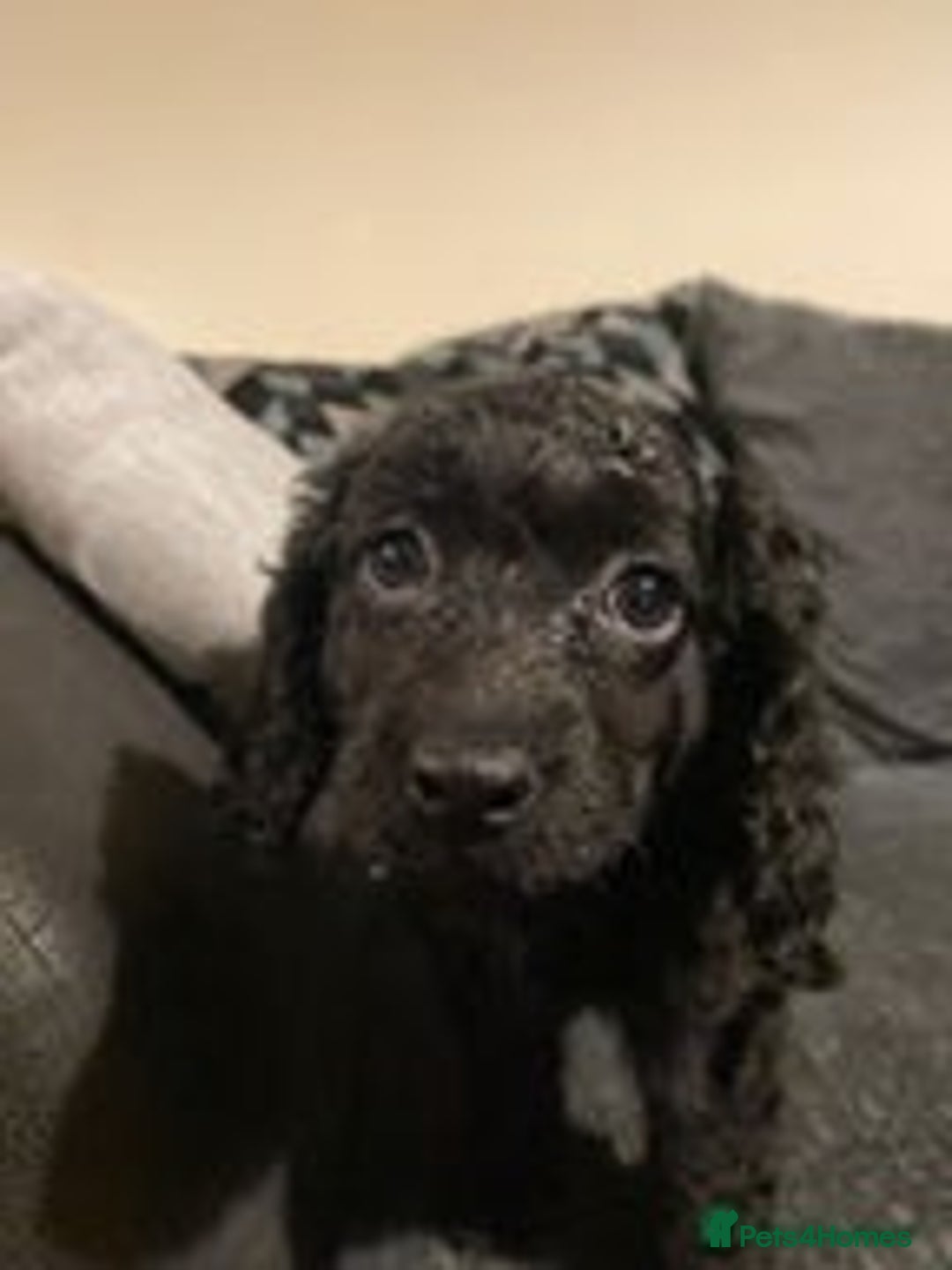 Cockapoo dogs for sale: 1 female left beautiful F2 Cockapoo puppies  - Advert 1