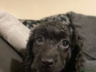 Cockapoo dogs 1 female left beautiful F2 Cockapoo puppies - Advert 2