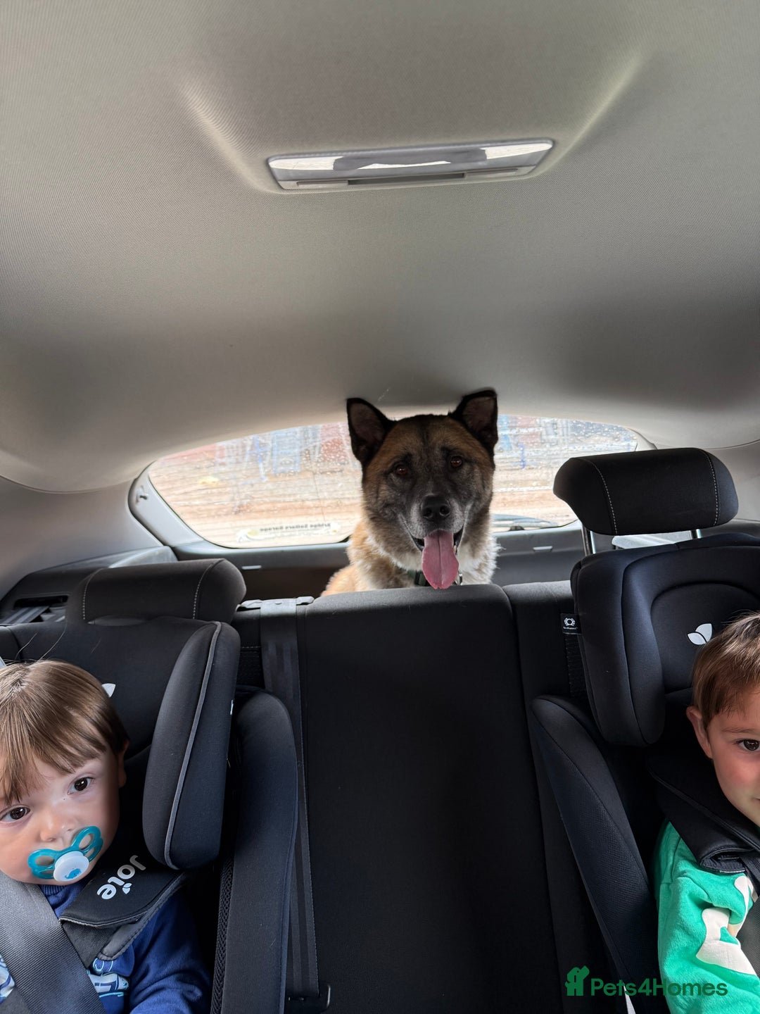 Huskita dogs for sale: Husky cross Akita  - Image 5