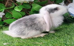 French Lop rabbits for sale: PURE Giant French Lops - Vaccinated - RESERVE - Image 3