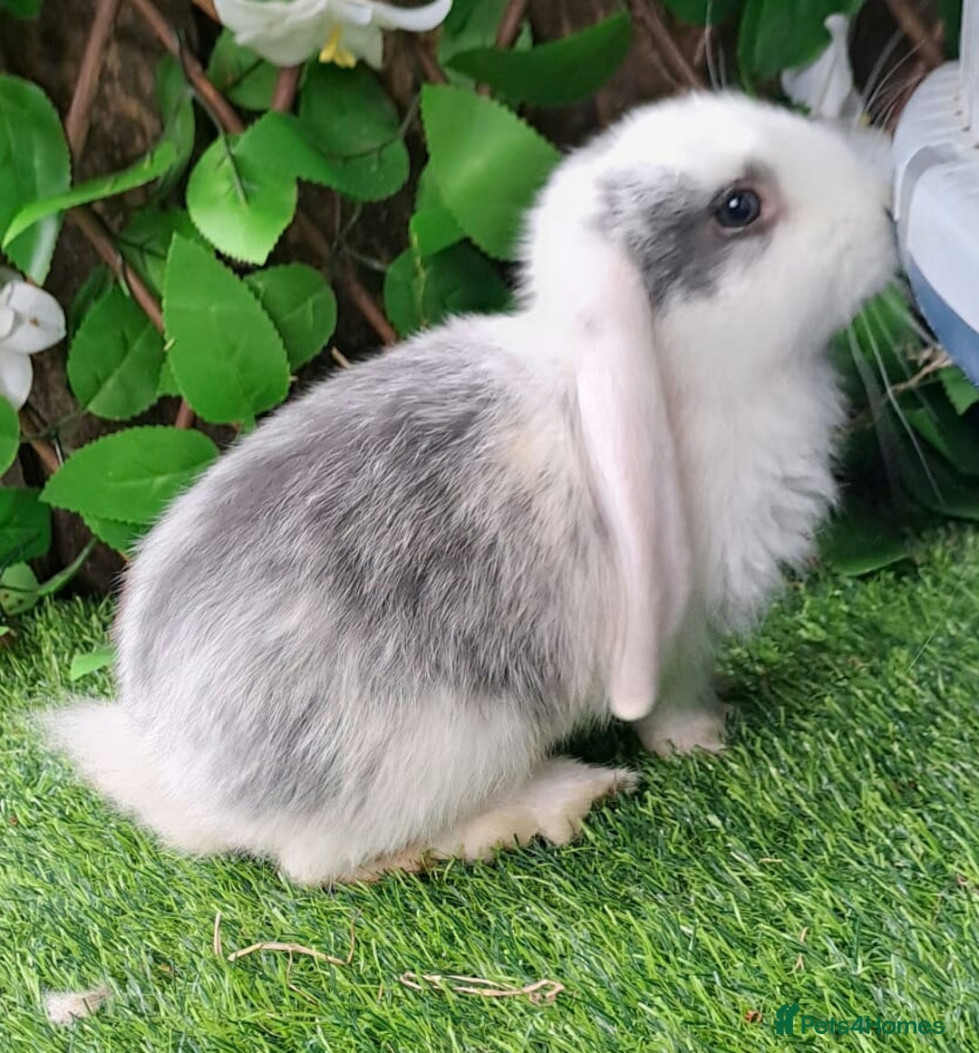 French Lop rabbits for sale: PURE Giant French Lops - Vaccinated - RESERVE - Image 3