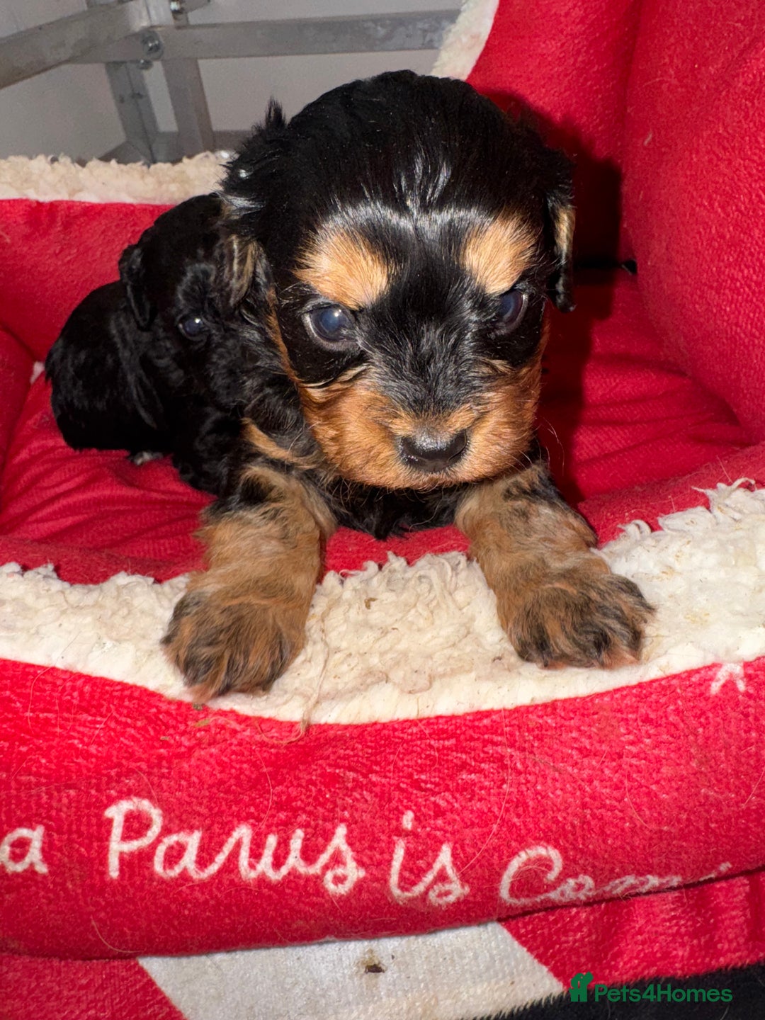 Cavapoo dogs for sale:   ✨ Adorable Miniature Cavapoo Puppies ✨ - Advert 16