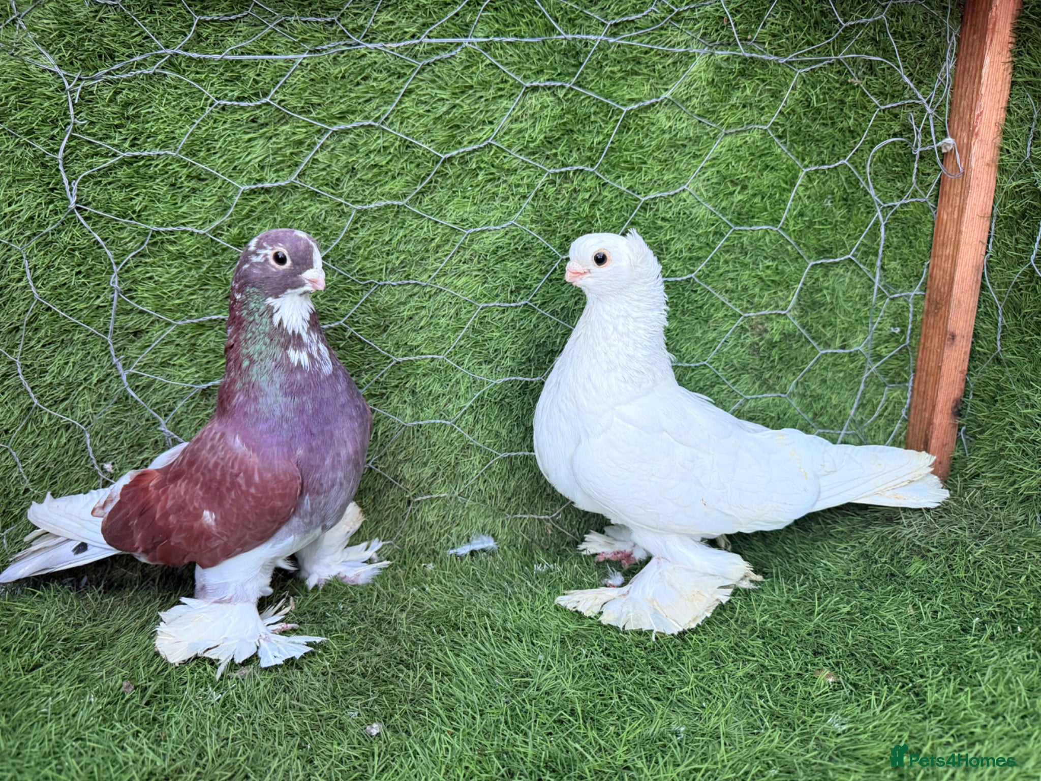 Pigeons birds Top Quality Strong Breeding Pair – Vaccinated - Advert 1