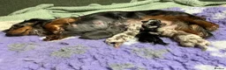 Miniature Dachshund dogs for sale: LONG HAIRED MINIATURE RUSSIAN DACHSHUNDS  - Advert 6