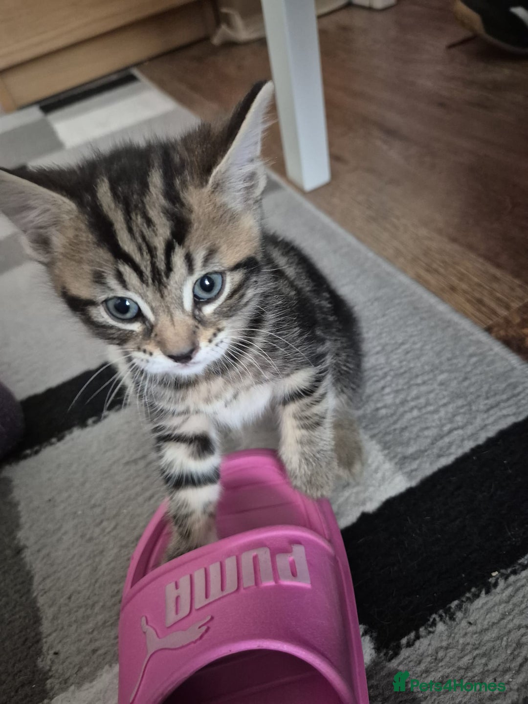Mixed Breed cats for sale: 3 adorable kitten - Image 3
