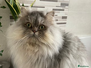 Persian cats in Warrington - Advert 35