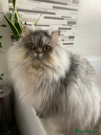 Persian cats 💕Simply Stunning-Beau 😻 Jangles. PKD negative in Warrington - Advert 4