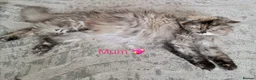Maine Coon cats for sale: Beautiful Maine coon babies - Advert 6