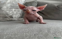 Sphynx cats for sale: TWO MALE SPHYNX KITTENS  - Image 7