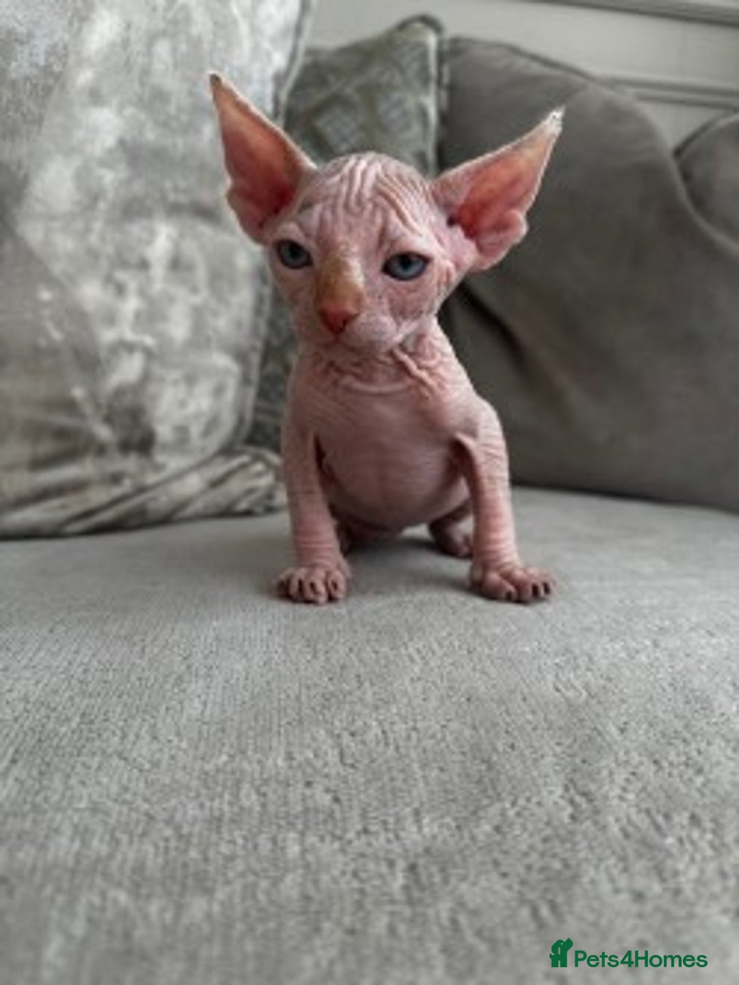 Sphynx cats for sale: TWO MALE SPHYNX KITTENS  - Image 7