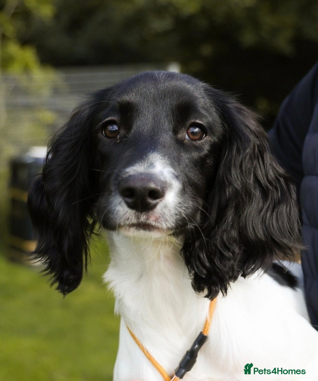 English Springer Spaniel dogs for sale: Rehoming Springer  - Advert 4