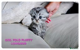 Scottish Fold cats for sale: Scottish Fold Kittens ( Delivery  available) - Image 2