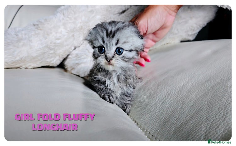 Scottish Fold cats - Advert 2