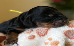 Cocker Spaniel dogs for sale: Stunning 5 Star KC  Show Cocker Spaniels - Image 28