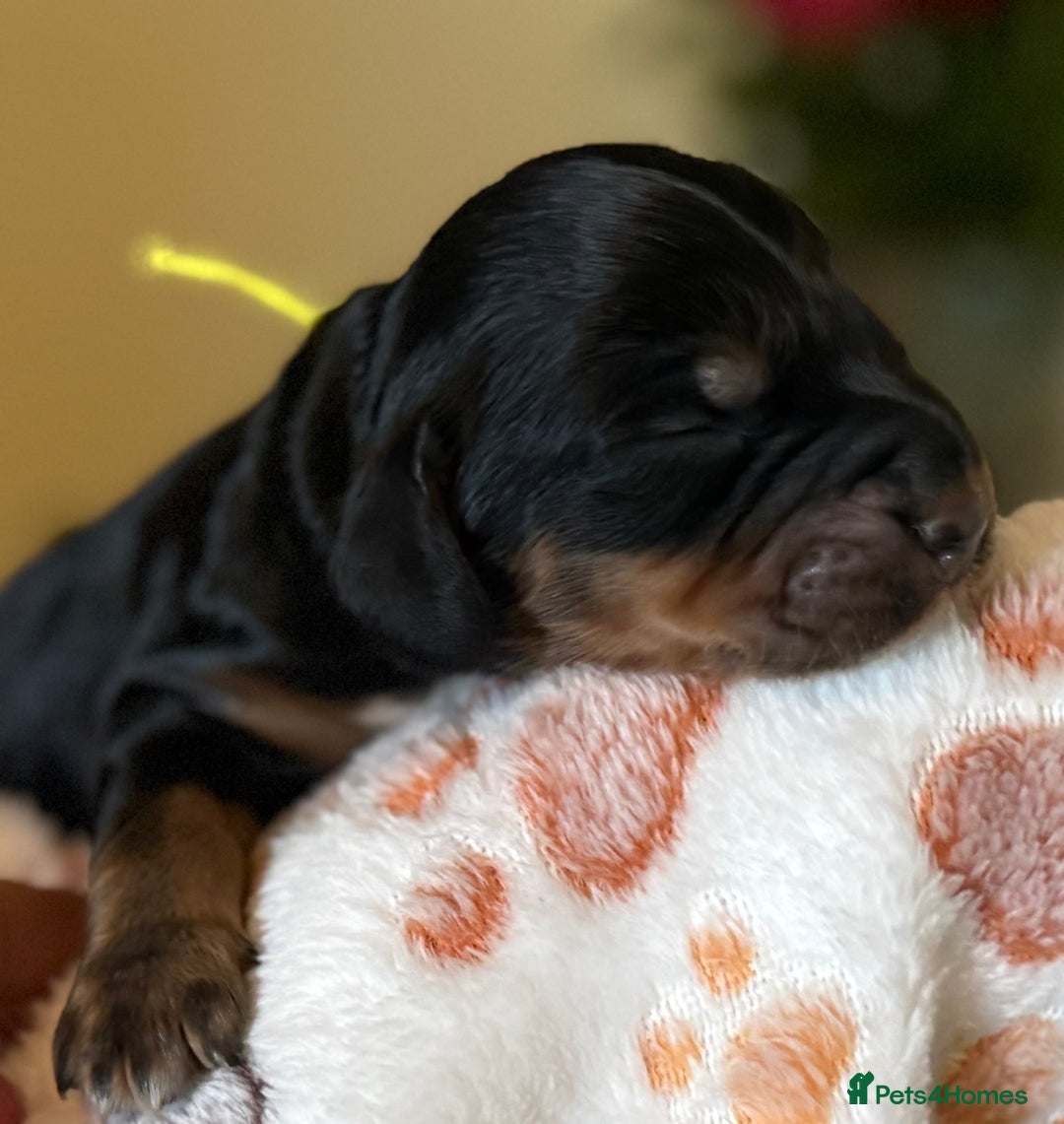 Cocker Spaniel dogs for sale: Stunning 5 Star KC  Show Cocker Spaniels - Image 28