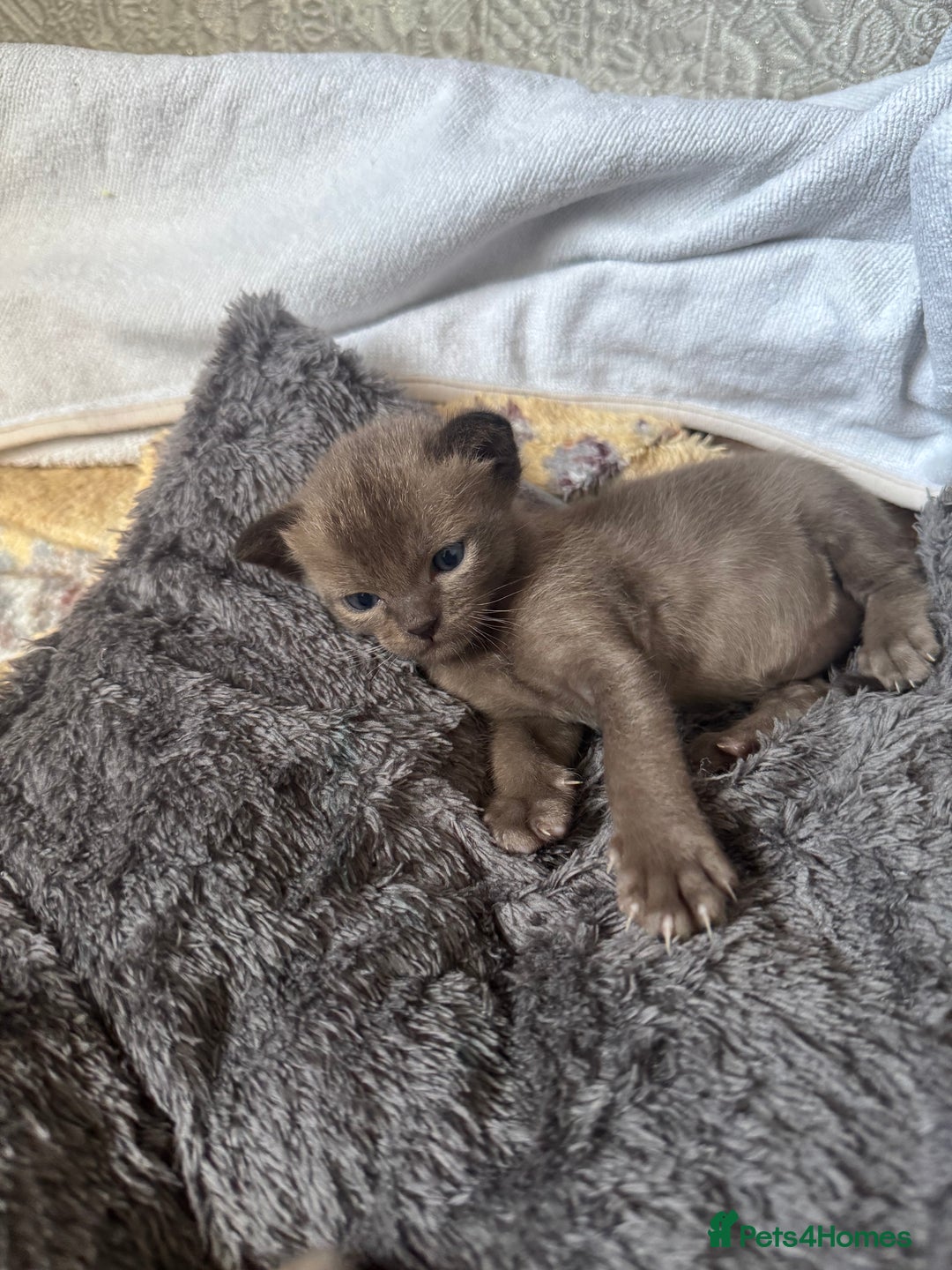 Burmese cats for sale: Burmese Kittens - Advert 3