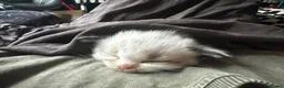 Ragdoll cats for sale: Purebred Ragdoll Kittens  - Advert 5