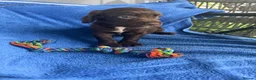 Sprocker dogs for sale: 5 chocolate Sprockers  - Advert 13
