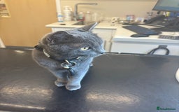 Russian Blue cats for sale: Gorgeous Russian 18 month male - Advert 6