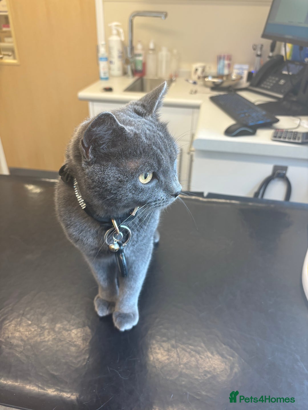 Russian Blue cats for sale: Gorgeous Russian 18 month male - Advert 6