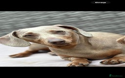 Miniature Dachshund dogs for sale: Beautiful Chocolate & Tan miniature dachshunds  - Image 14