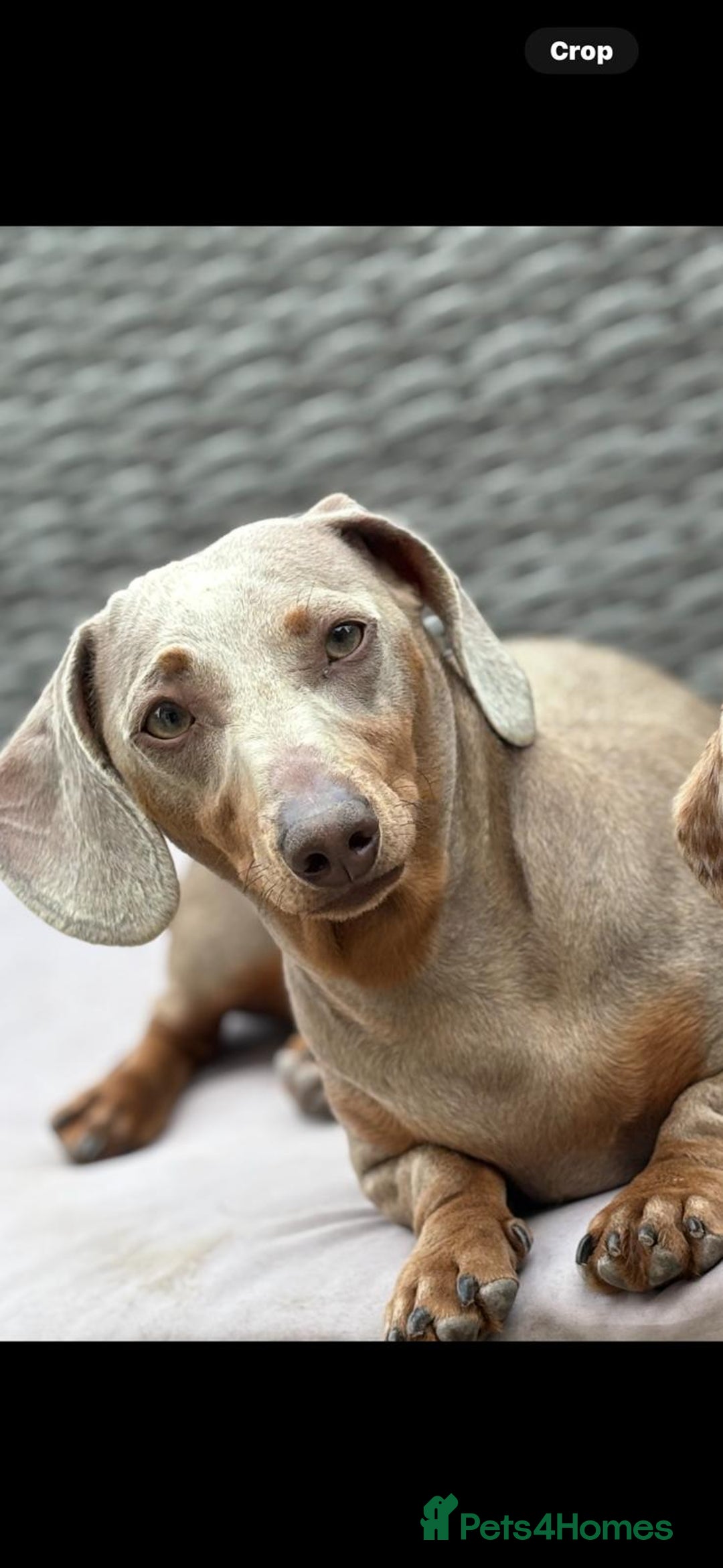 Miniature Dachshund dogs for sale: Beautiful Chocolate & Tan miniature dachshunds  - Image 14
