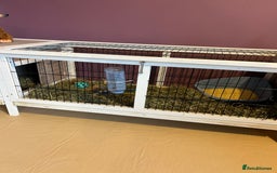 Mini Lop rabbits for sale: Mini Lop male brothers  - Image 6
