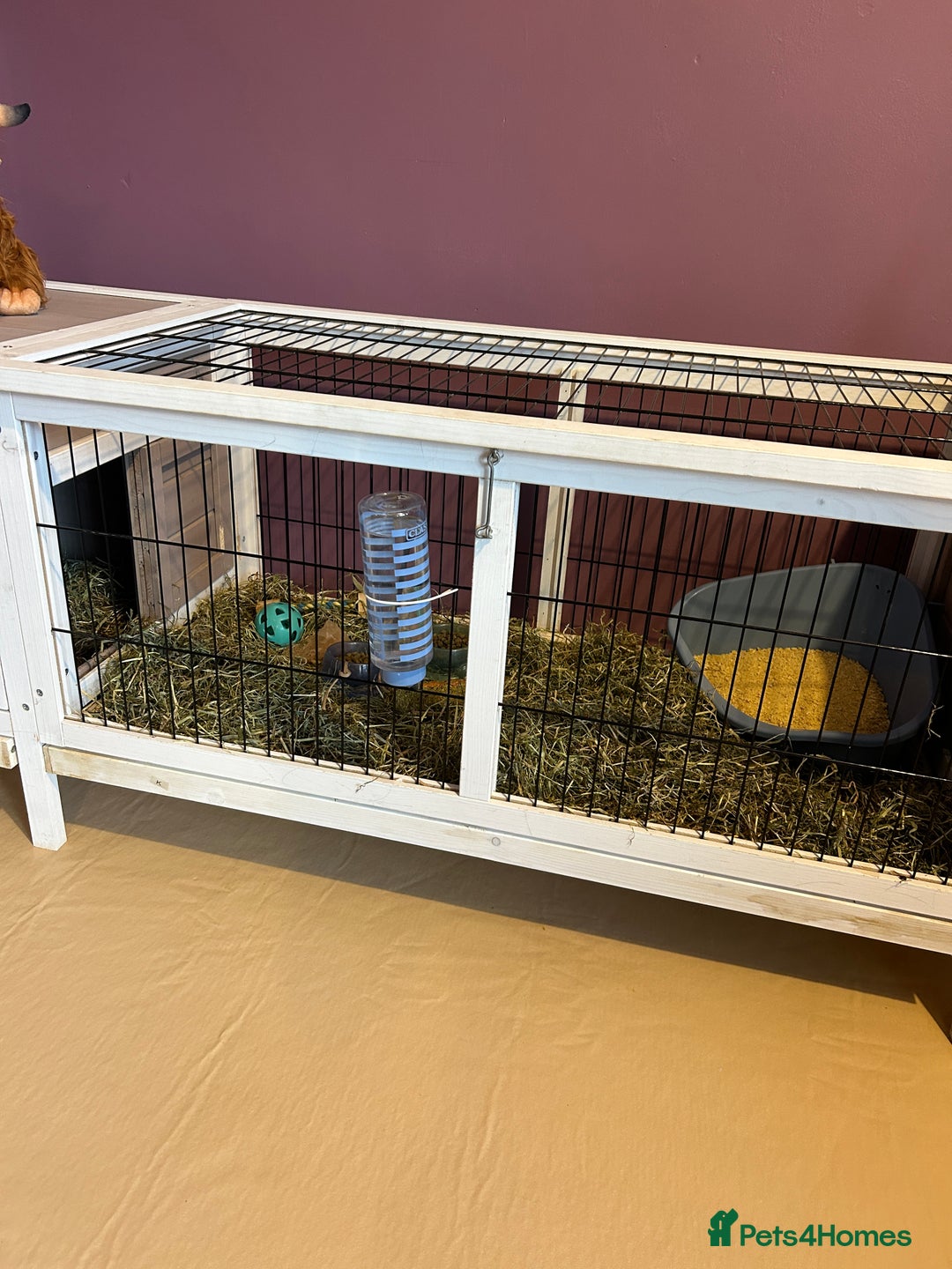 Mini Lop rabbits for sale: Mini Lop male brothers  - Image 6