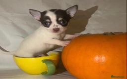 Chihuahua dogs for sale: Very tiny t cup boy ready for forever home  - Image 6