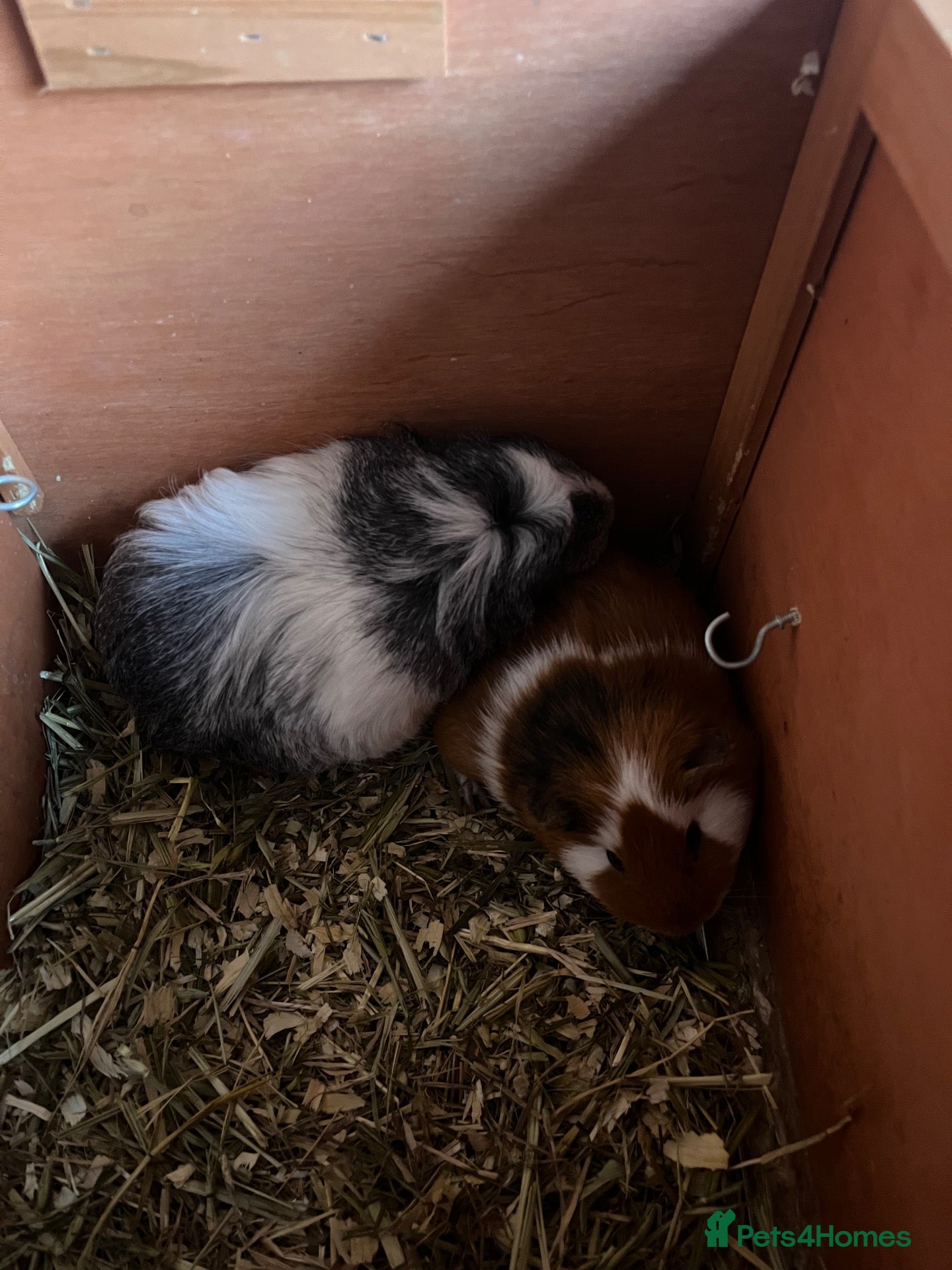 Guinea Pig rodents Guinea pigs (bonded pair) - Advert 1
