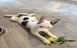 Siberian Husky dogs for sale: Rare Blue-Eyed Piebald Husky Girl, Ready Now - Image 4