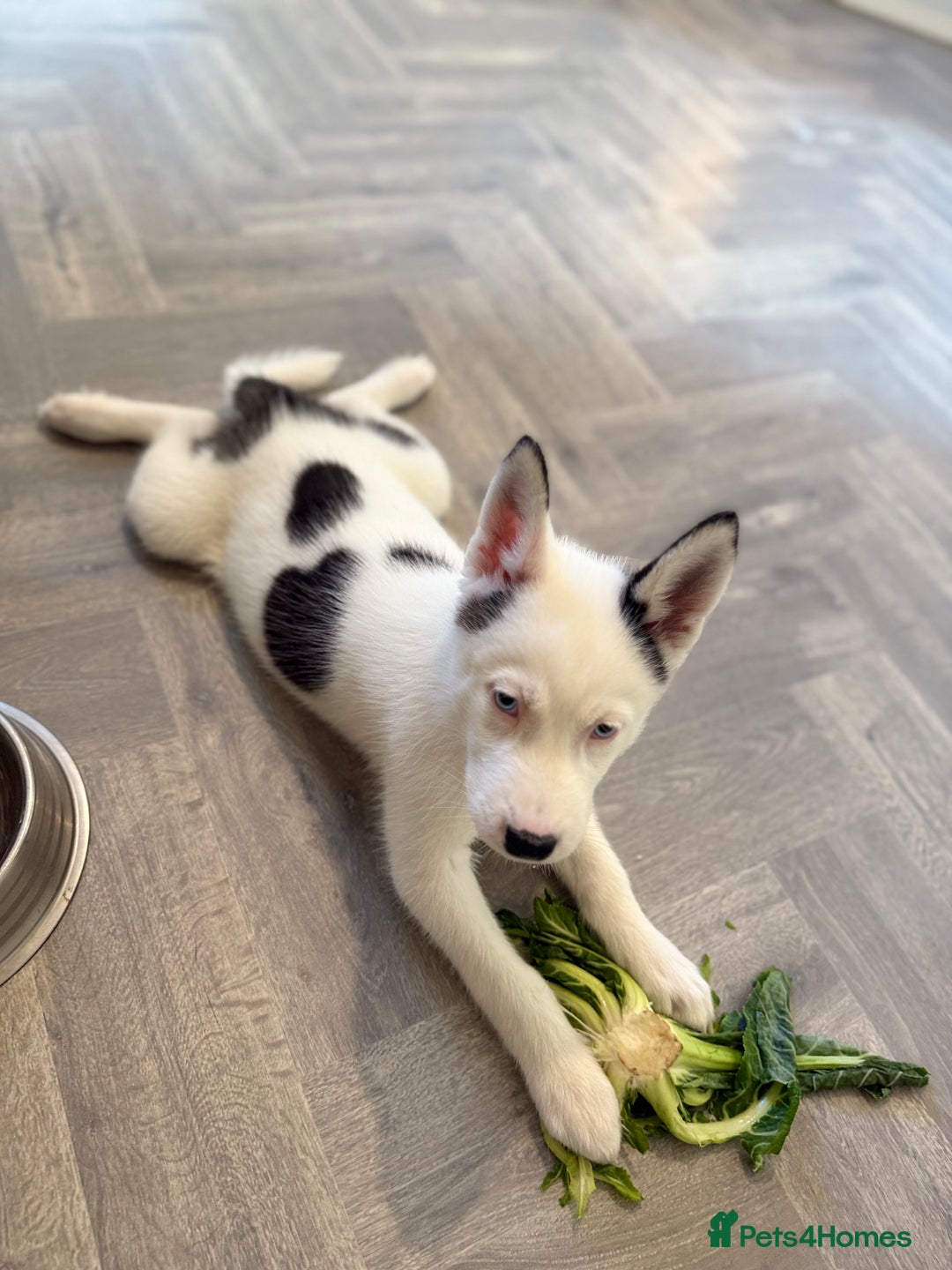 Siberian Husky dogs for sale: Rare Blue-Eyed Piebald Husky Girl, Ready Now - Image 4