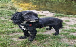Cockapoo dogs for stud: PROVEN F1 Cockapoo STUD in Canterbury - Image 1