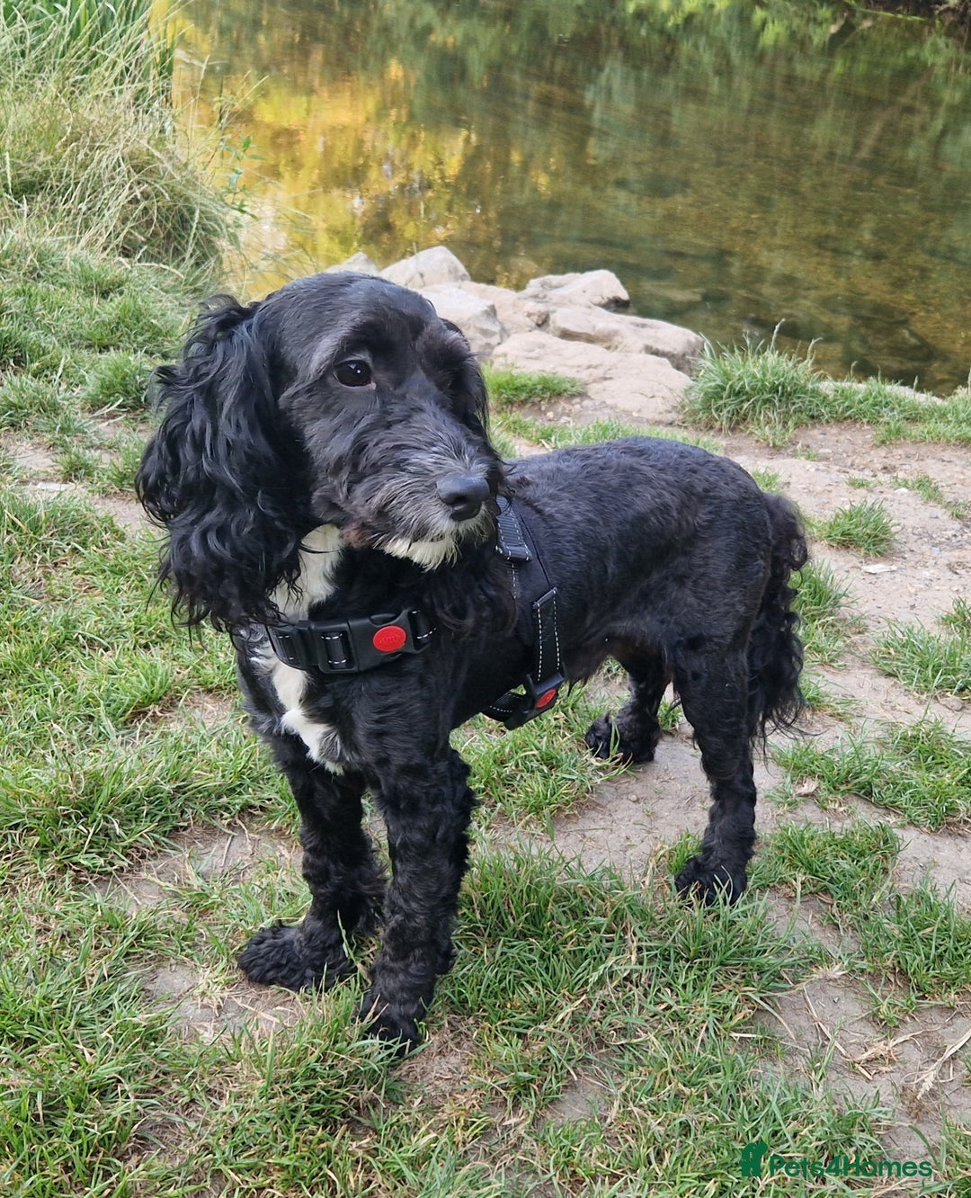 Cockapoo dogs for stud: PROVEN F1 Cockapoo STUD in Canterbury - Image 1