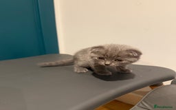 Scottish Fold cats for sale: Scottish Fold Kittens  - Image 24