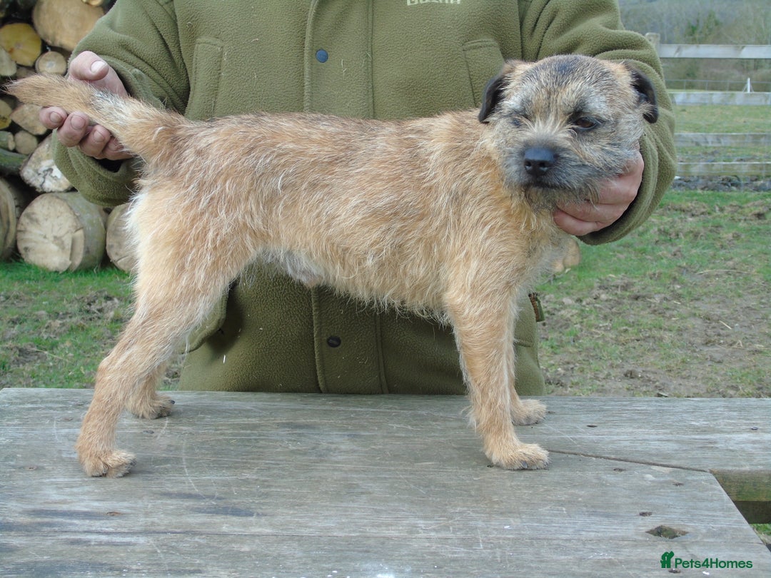 Border Terrier dogs for stud: kc proven border terriers slem clear for stud in Belper - Image 2