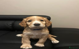 Cocker Spaniel dogs for sale: Healthy Cocker Spaniel puppies Working type  - Image 15