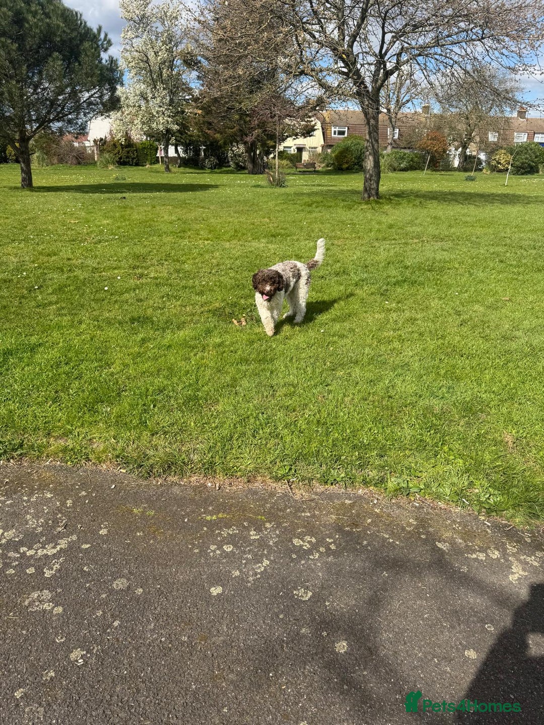 Lagotto Romagnolo dogs for sale: Lagotto Romagnolo Pups – Family raised environment - Advert 6