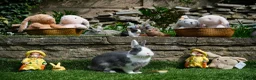 Netherland Dwarf rabbits for sale: Friendly Netherland Dwarf Rabbits with Large Hutch - Advert 9