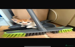 Mixed Breed cats for sale: Four beautiful kittens  - Image 7