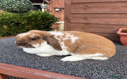 Mini Lop rabbits for sale: 2 beautiful mini lops💗 - Image 1