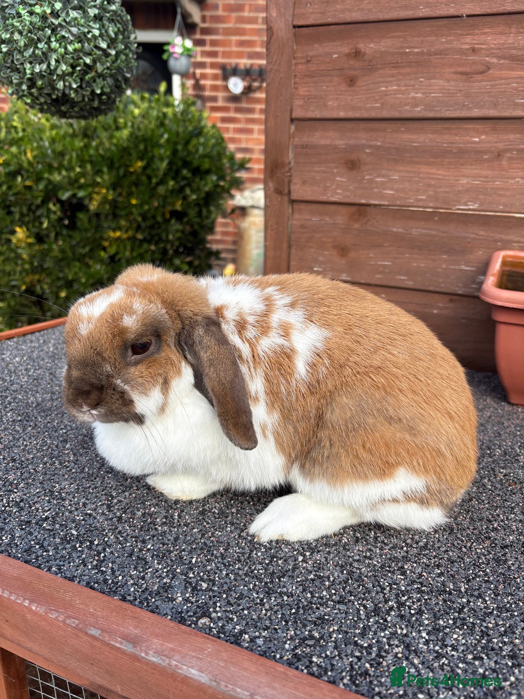 Mini Lop rabbits for sale: 2 beautiful mini lops💗 - Image 1