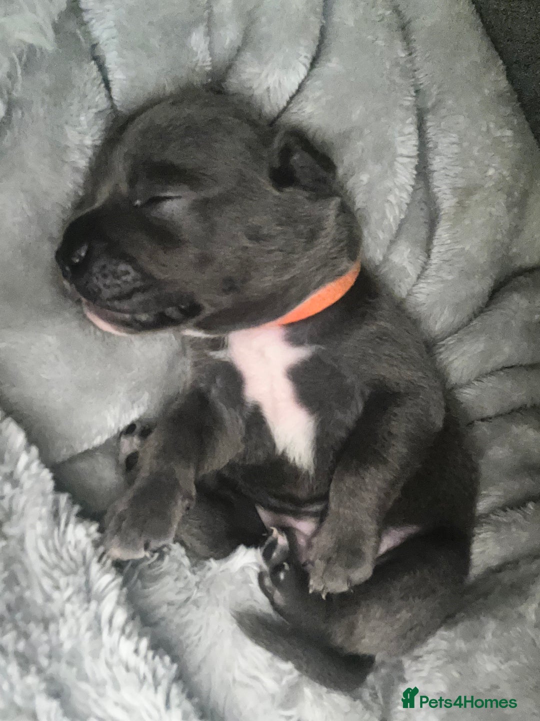 Mixed Breed dogs for sale: 🏡 Staff x American Bulldog Puppies  - Image 37