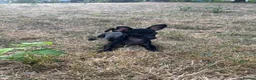 Russian Toy Terrier dogs for sale: Only male russian toy terrier puppy for sale - Advert 5