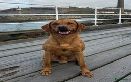 Labrador Retriever dogs for stud: 0/0 Hip & Elbows, Fully Health Tested in Tadcaster - Image 2