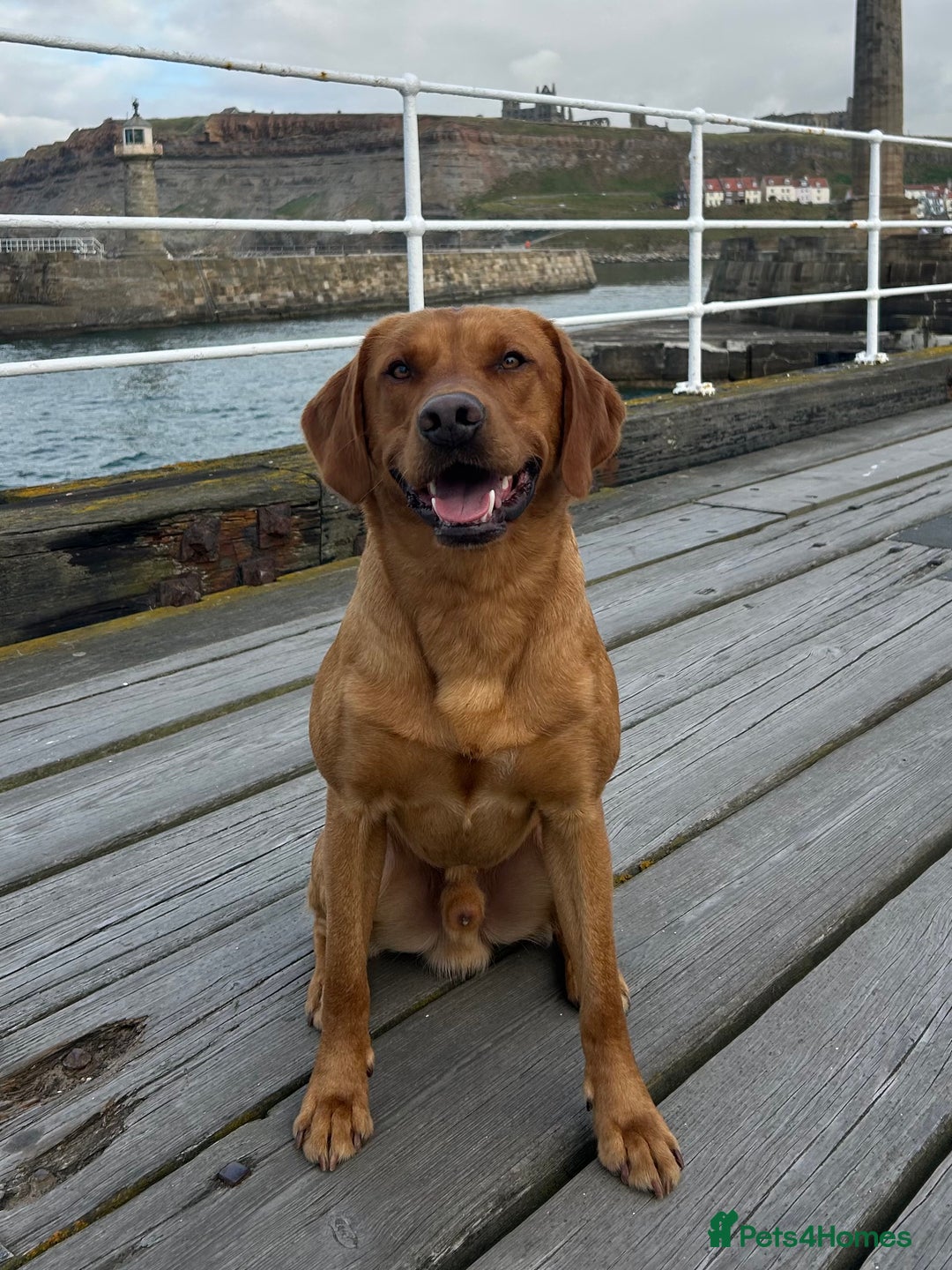 Labrador Retriever dogs for stud: 0/0 Hip & Elbows, Fully Health Tested in Tadcaster - Image 2